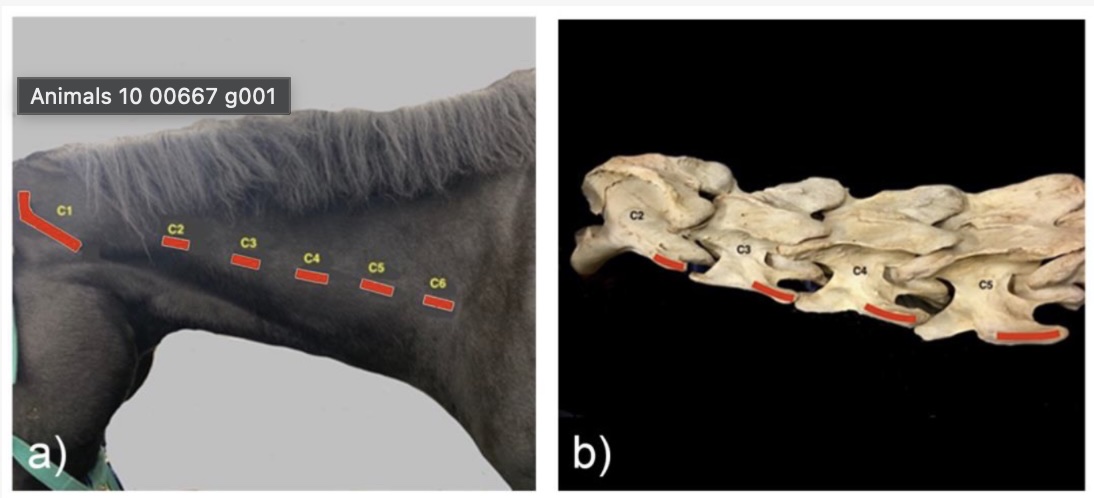 Abb. 1: (a) Seitenansicht des Halses mit den tastbaren Landmarken der kaudalen Querfortsätze in Bezug auf die Halswirbel C1–C6. (b) Equine Halswirbel C2 bis C5; die roten Linien kennzeichnen die palpierbaren Landmarken. Quelle: Gee et al. 2020, Animals 10(4):667, DOI 10.3390/ani10040667 — CC BY 4.0, Bildunterschrift übersetzt.