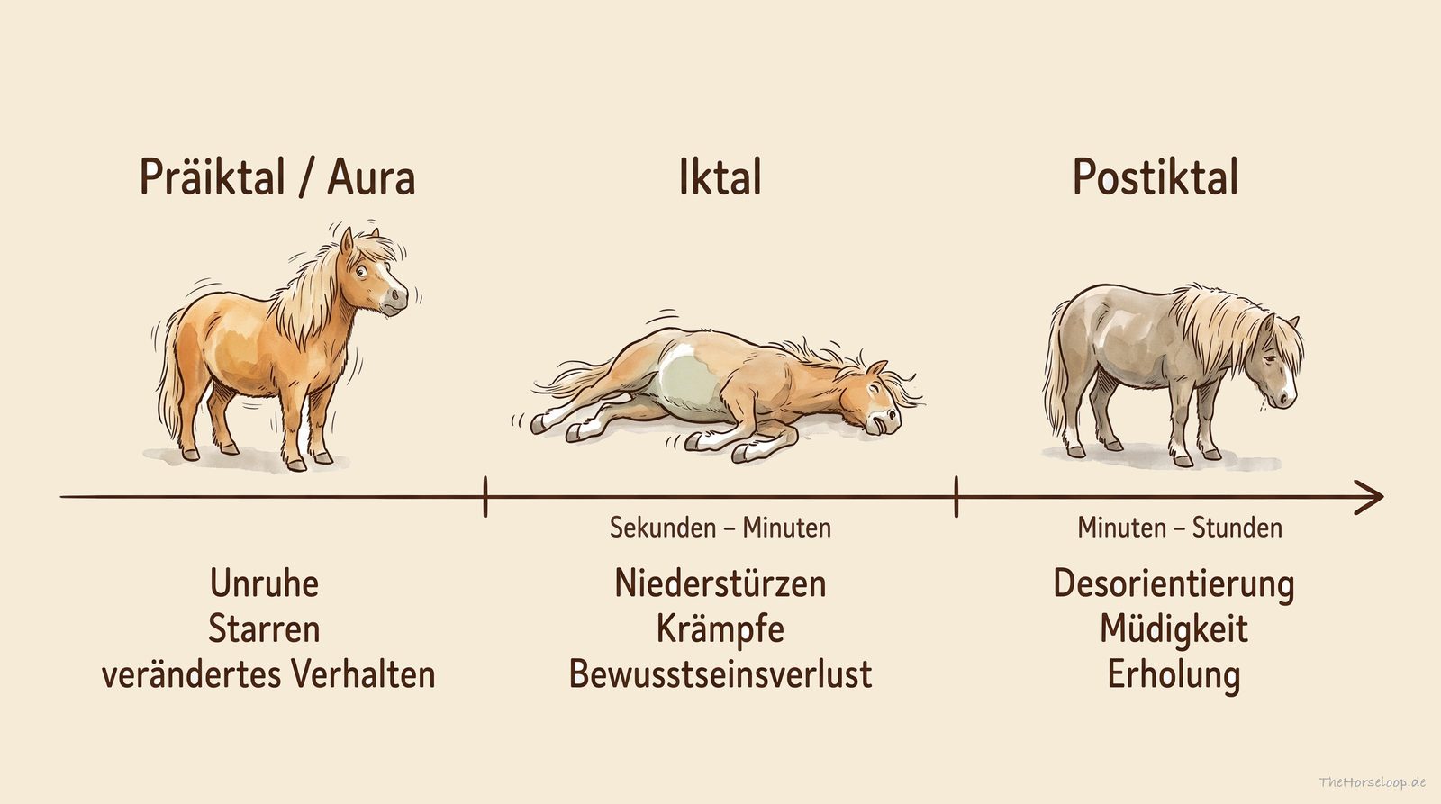 Zeichnung der drei Phasen eines Krampfanfalls beim Pferd als Zeitleiste: links ein unruhiges, zitterndes Pony mit aufgerissenen Augen für die präiktale Phase, in der Mitte ein seitlich liegendes, krampfendes Pony für die iktale Phase, rechts ein müdes Pony mit gesenktem Kopf für die postiktale Phase.