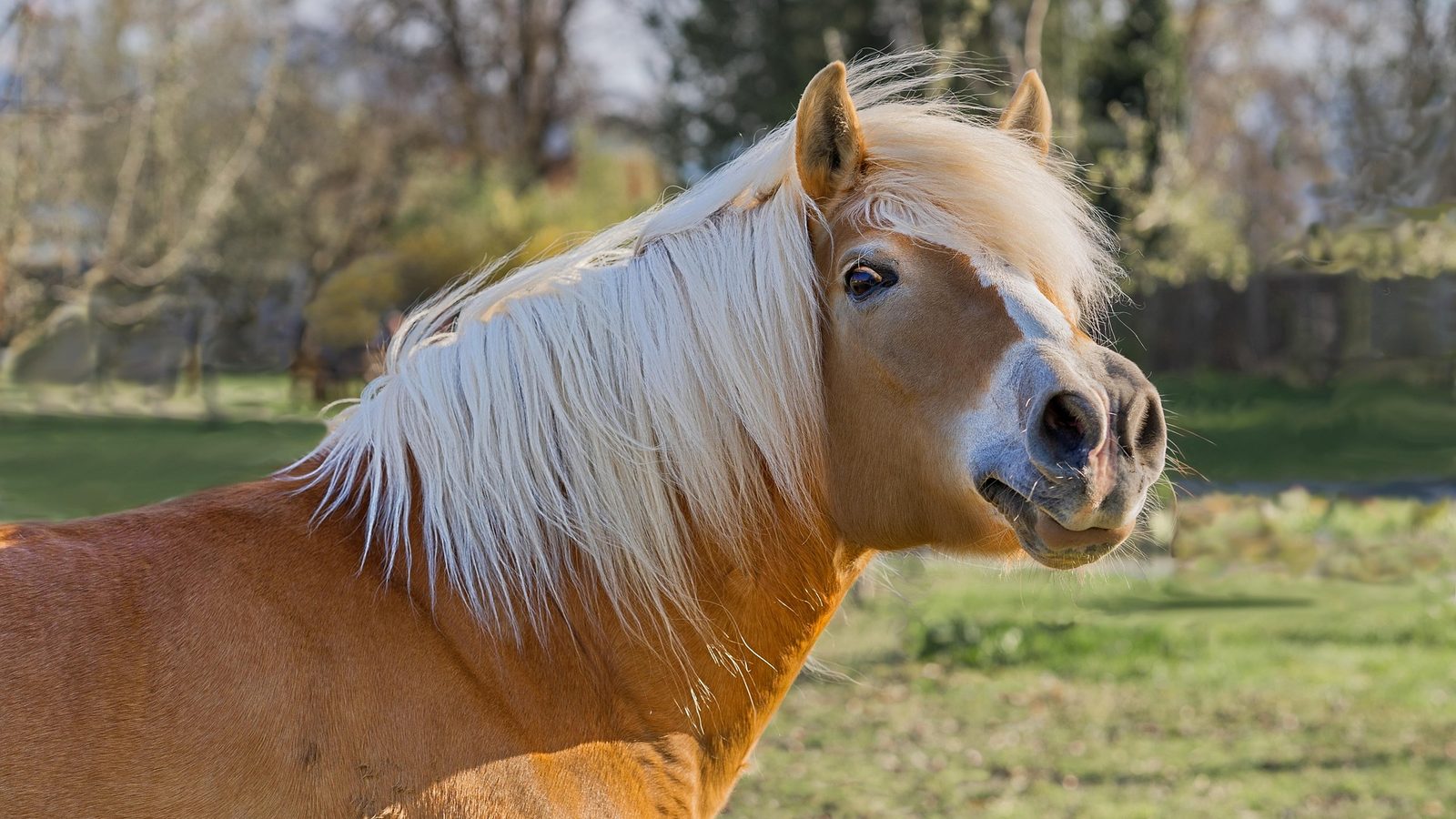 Haflinger mit heller Mähne dreht den Kopf zur Seite und starrt mit weit geöffnetem Auge angespannt in die Ferne