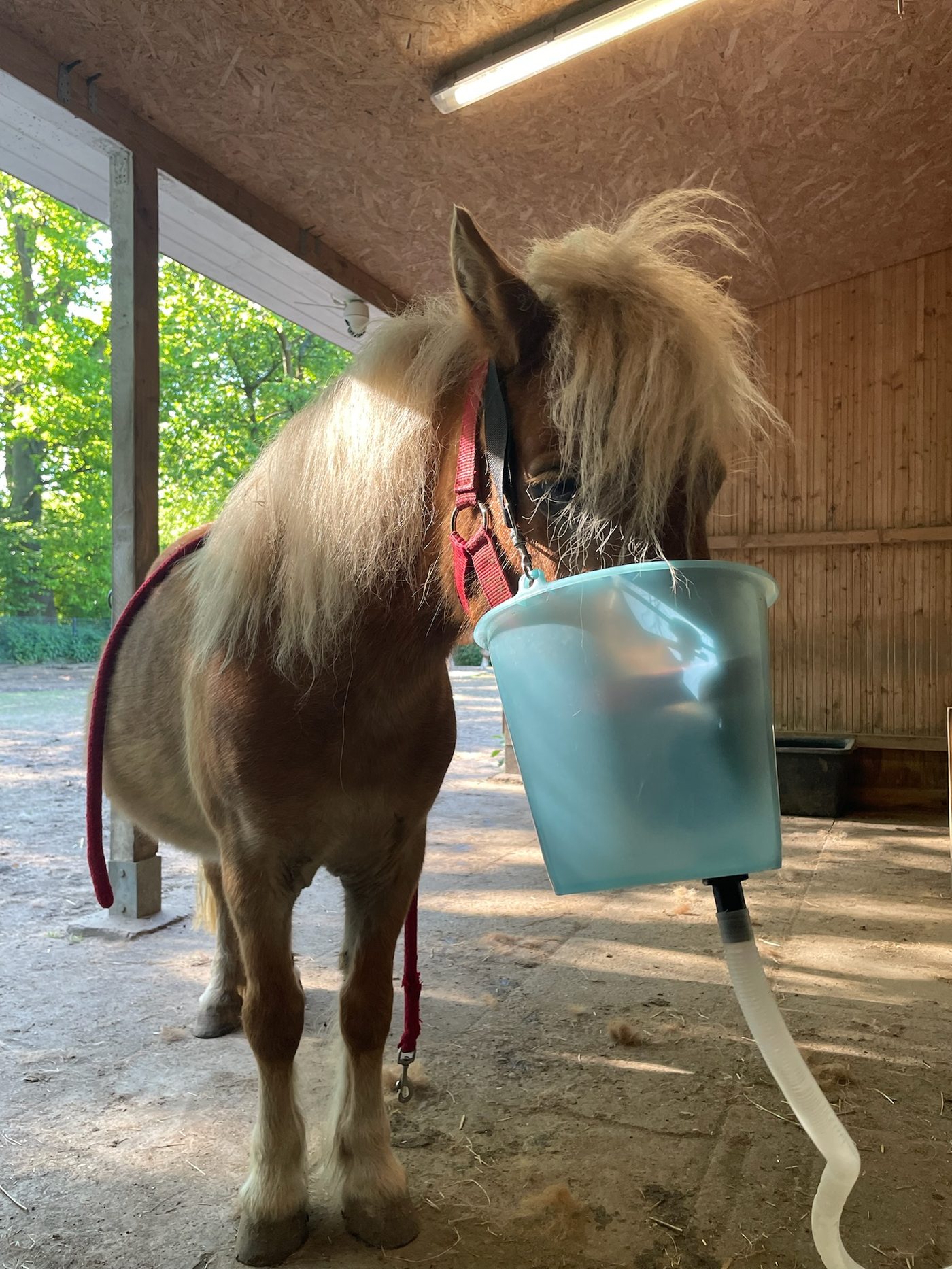 Pony bei der Inhalationstherapie im Offenstall – Behandlung von Equinem Asthma