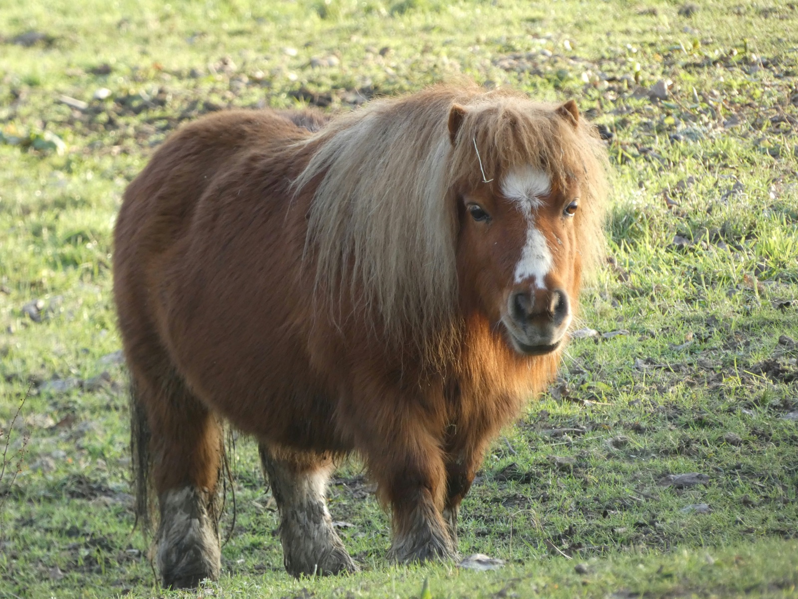 Equines Metabolisches Syndrom (EMS): Insulinresistenz und Hufrehe-Risiko erkennen