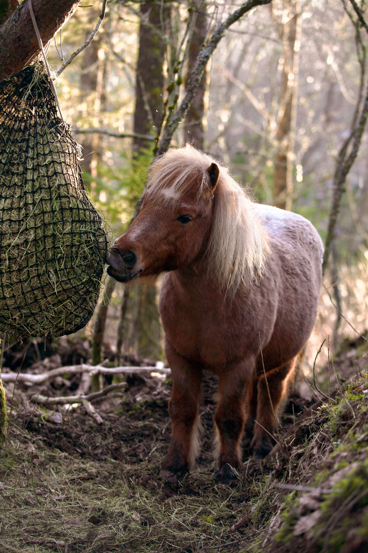Übergewichtiges Pony frisst Heu aus einem engmaschigen Heunetz (Slow Feeder) – die kleinen Maschen verlangsamen die Futteraufnahme und verlängern die Fresszeit