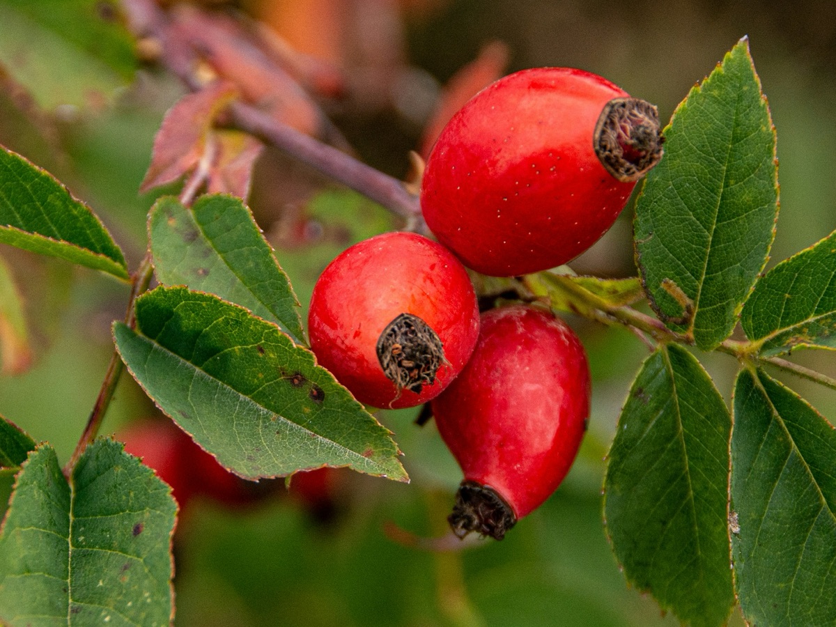 Reife Hagebutten am Strauch – natürliche Quelle für Galaktolipide und Vitamin C