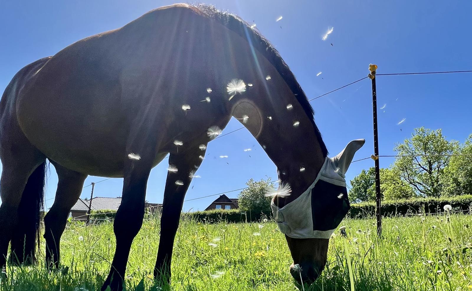 Dunkles Pferd mit heller Fliegenmaske grast im Gegenlicht auf einer Sommerwiese, Pusteblumensamen fliegen durch die Luft