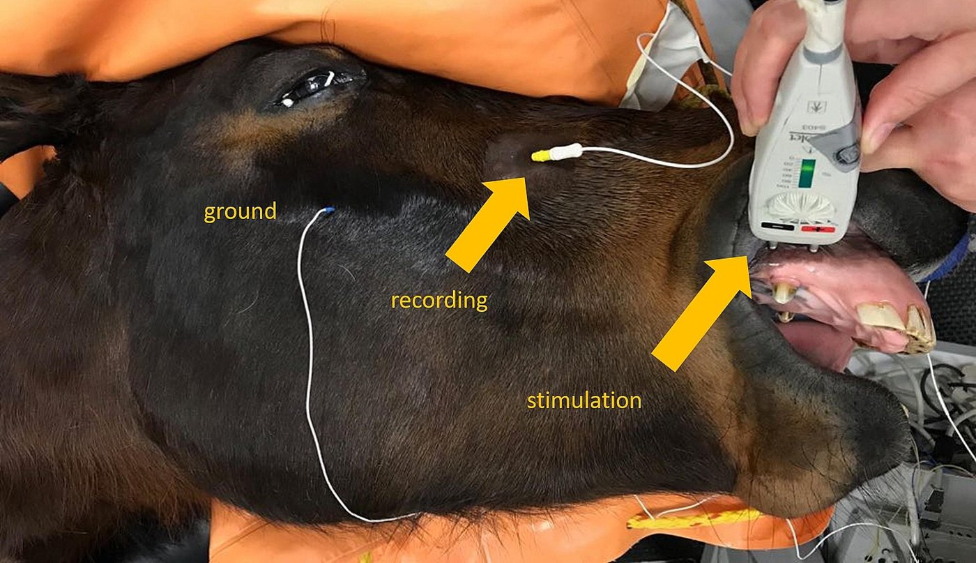 Kopf eines narkotisierten Pferdes mit drei beschrifteten Elektroden für die Messung sensibler Nervenaktionspotenziale am Nervus infraorbitalis: Erdung, Ableitung und Stimulation.