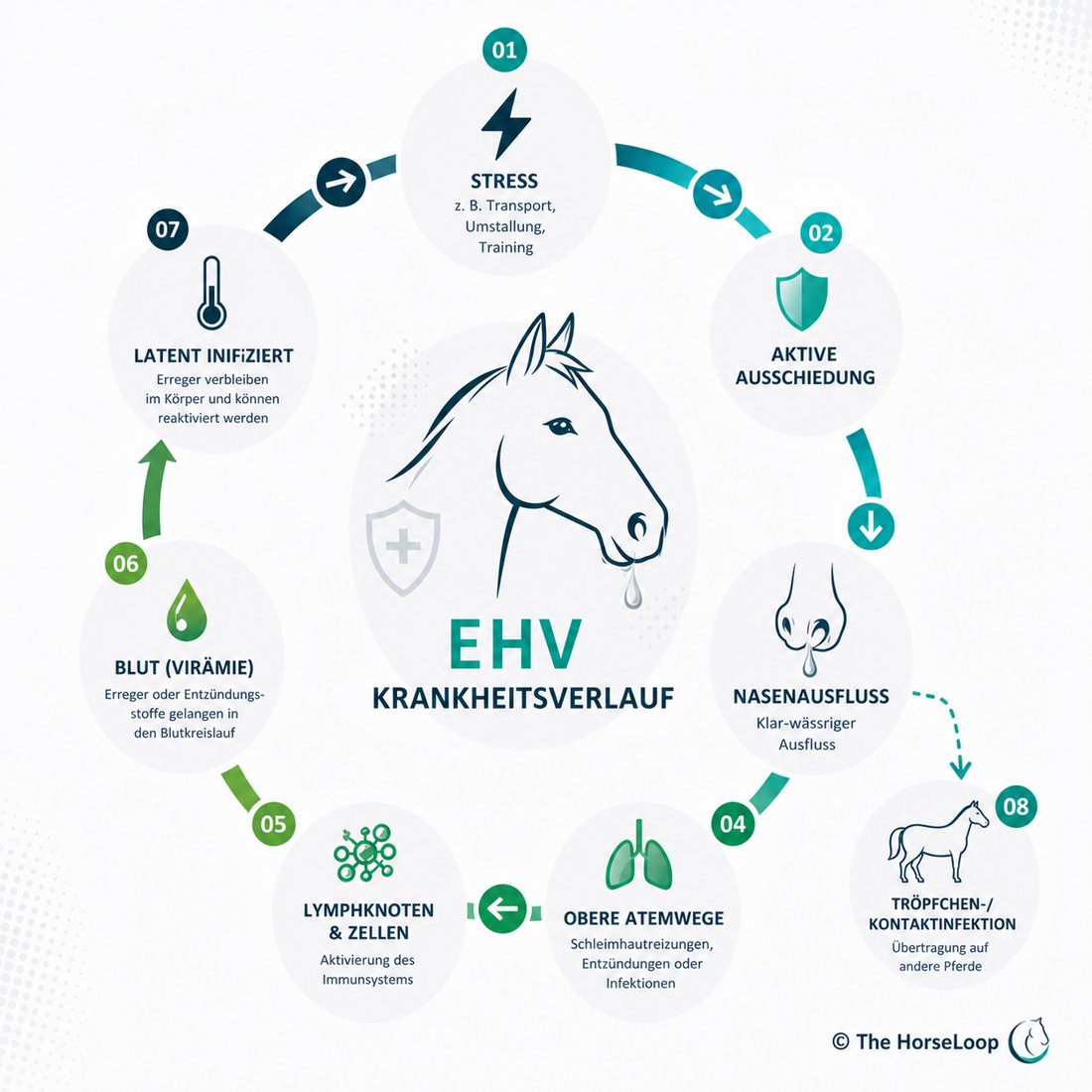EHV-Krankheitsverlauf in 8 Stationen: Stress, aktive Ausscheidung, Nasenausfluss, obere Atemwege, Aktivierung von Lymphknoten und Immunzellen, Virämie im Blut, latente Infektion und Übertragung auf andere Pferde