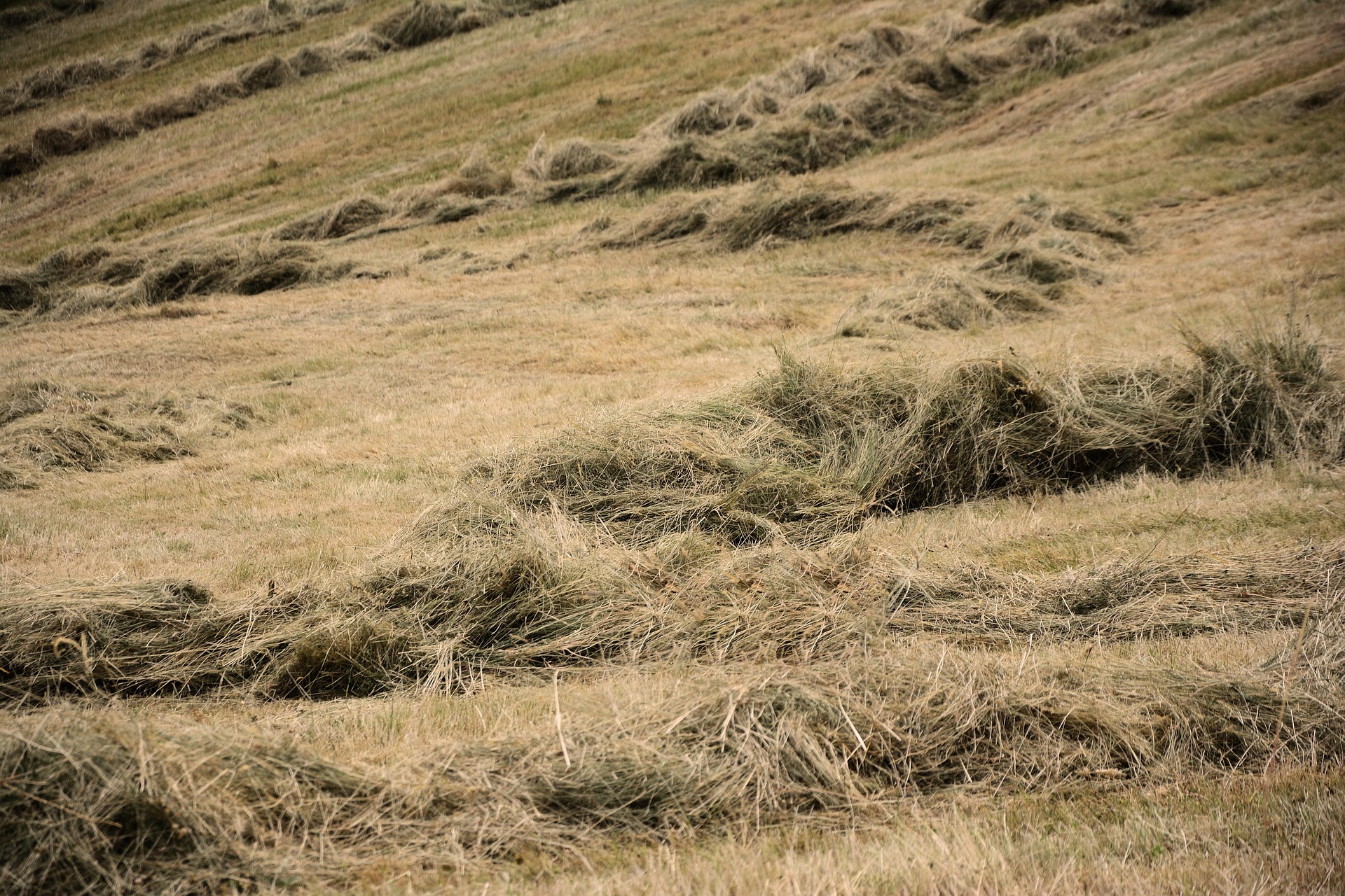Frisch gemähtes Gras beim Trocknen auf der Wiese – die Schwade müssen gleichmäßig abtrocknen