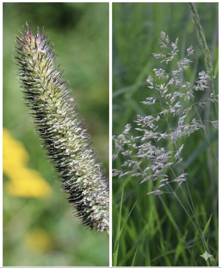 Zwei typische Pferdeheu-Gräser: links Wiesenlieschgras (Phleum pratense) mit zylindrischer Ähre, rechts Wiesenrispe (Poa pratensis) mit lockerer Rispe