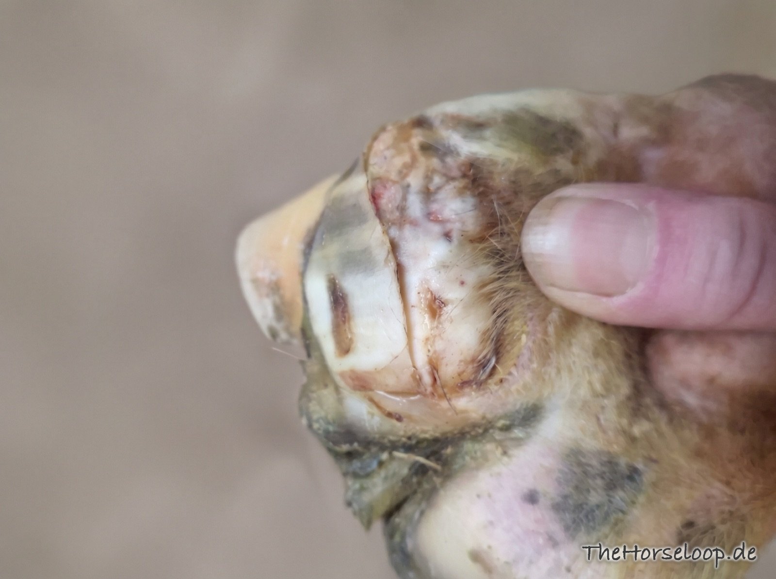 Finger zeigt auf eine verkrustete Austrittsstelle am Ballen eines Pferdehufs