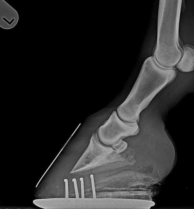 Röntgenbild eines Pferdehufes mit typischer Hufbeinrotation bei Hufrehe – seitliche Aufnahme mit Markierungen