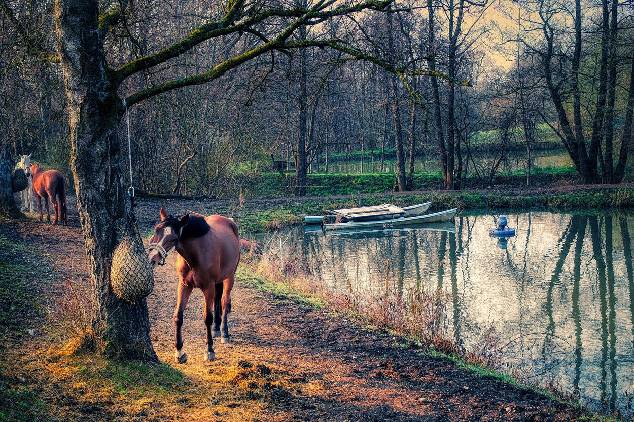 Pferd frisst am Heunetz am Wasser – langsame, gleichmäßige Raufutteraufnahme ohne lange Fresspausen.