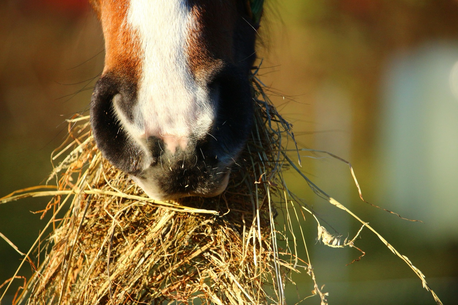 Pferd frisst Heu in der Abendsonne – Heu ist die Basis einer kohlenhydratarmen Fütterung