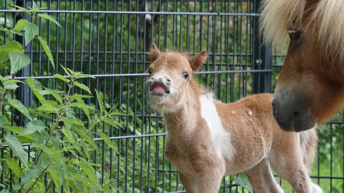 Kleines Shetlandfohlen mit weit offenem Maul neben dem Kopf der Mutterstute am Weidezaun