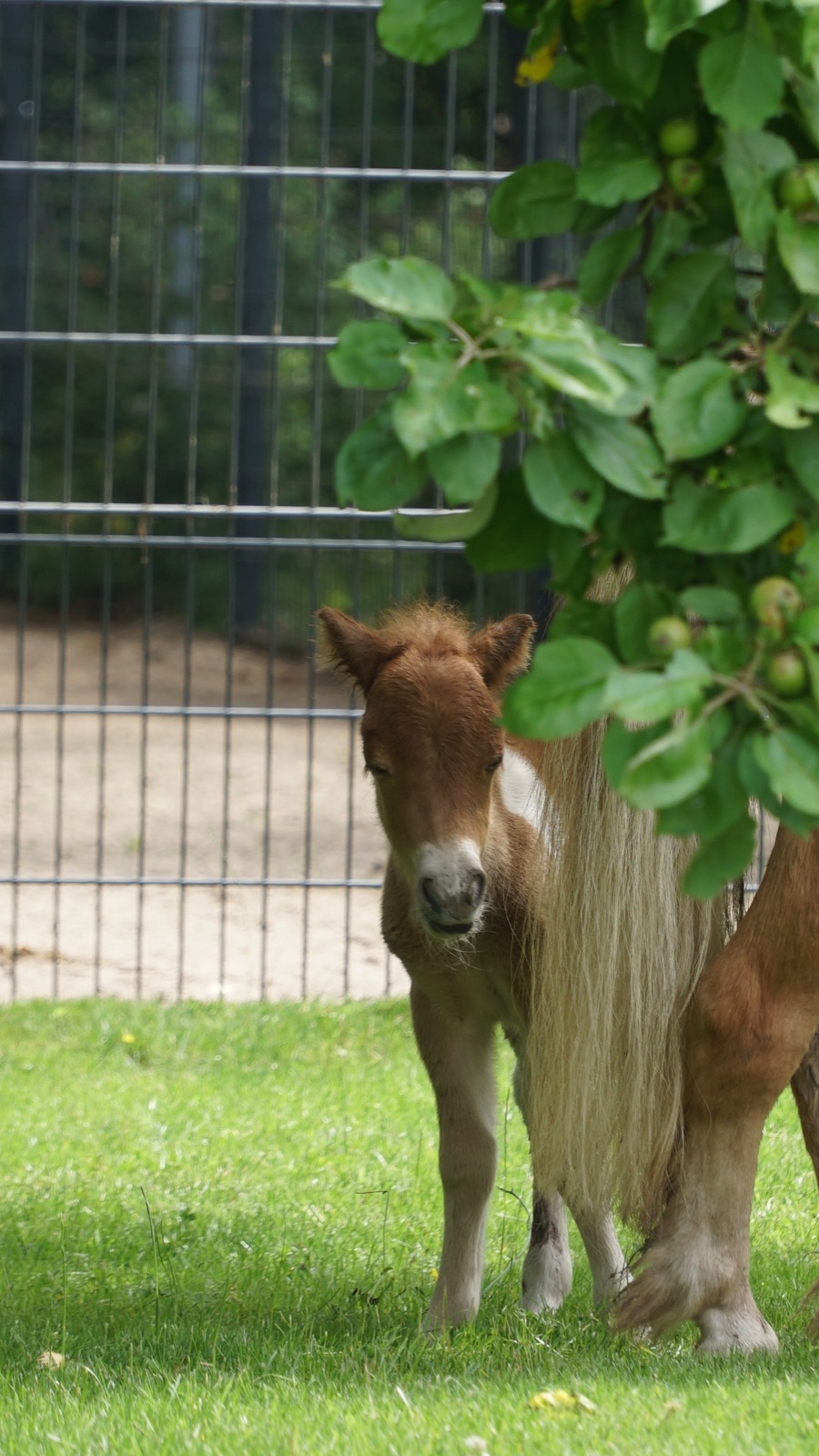 Kleines braun-weißes Shetlandpony lugt hinter einem Apfelzweig auf der Wiese hervor