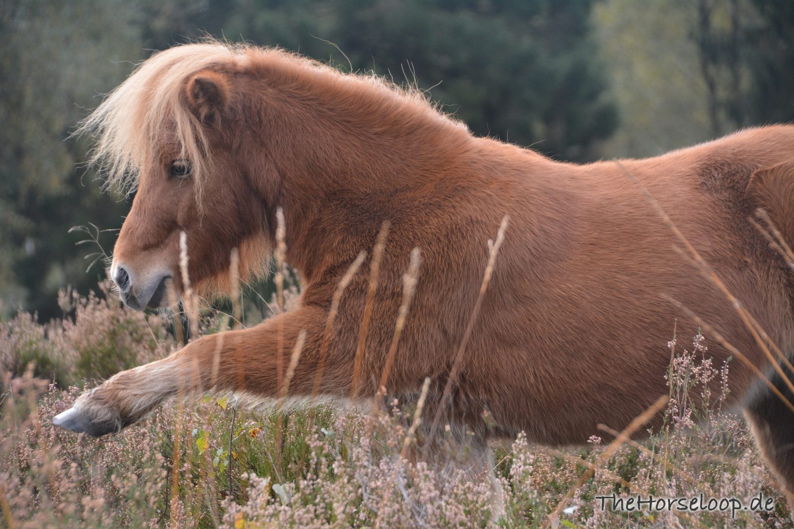 Fuchsfarbenes Shetlandpony mit hellblonder Mähne schreitet durch blühendes Heidekraut, dahinter dunkle Bäume im Dunst