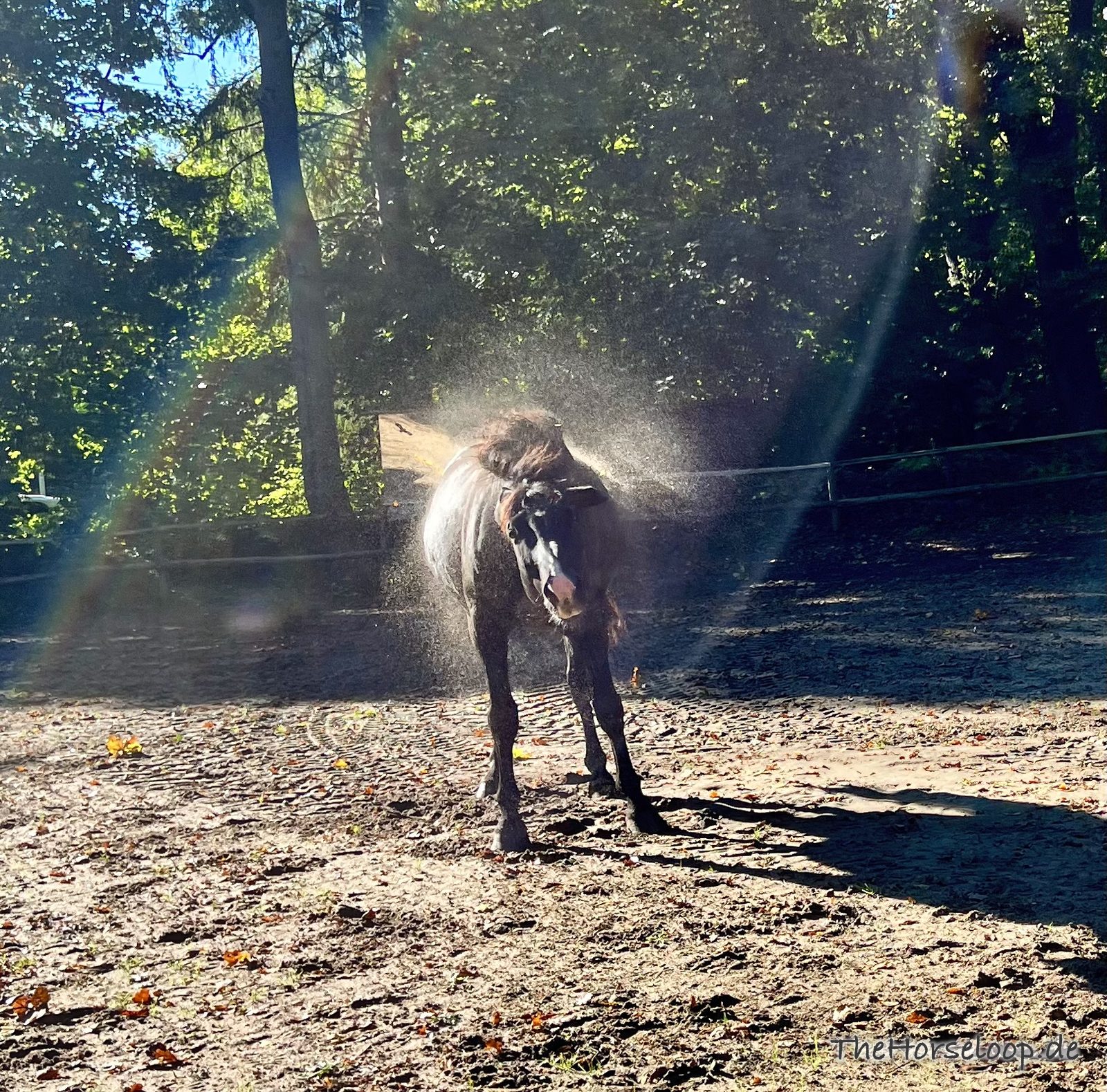 Dunkles Pony schüttelt sich auf dem sandigen Paddock, der aufgewirbelte Staub leuchtet im Gegenlicht, dahinter Bäume