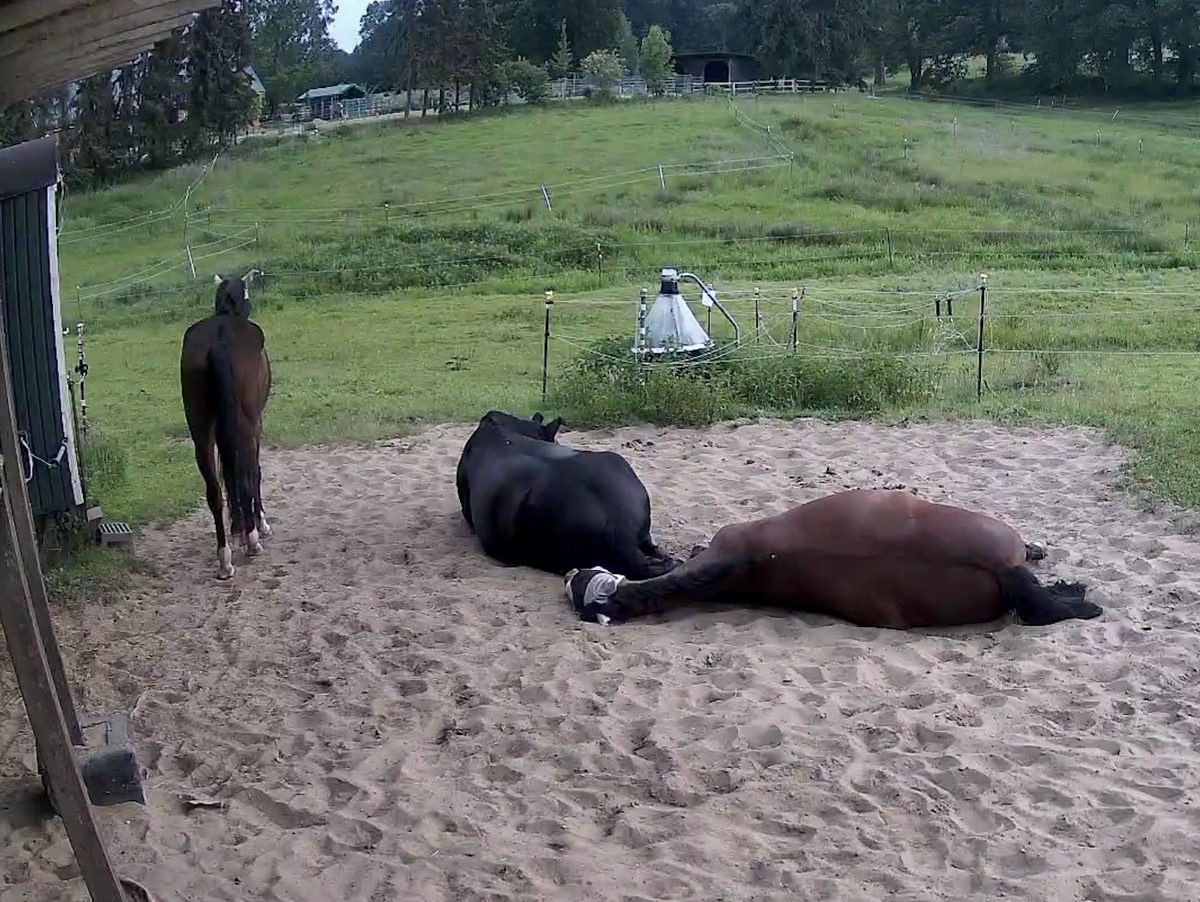 Drei Pferde auf einem Sandpaddock – zwei liegen flach ausgestreckt zum Schlafen, eines steht und hält Wache
