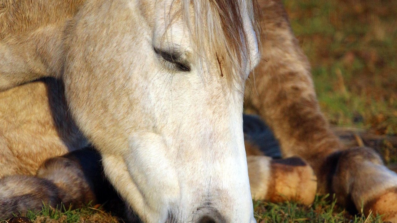 Schlafendes Schimmel-Pony in Brustlage auf der Wiese, Augen geschlossen, Maul im Gras