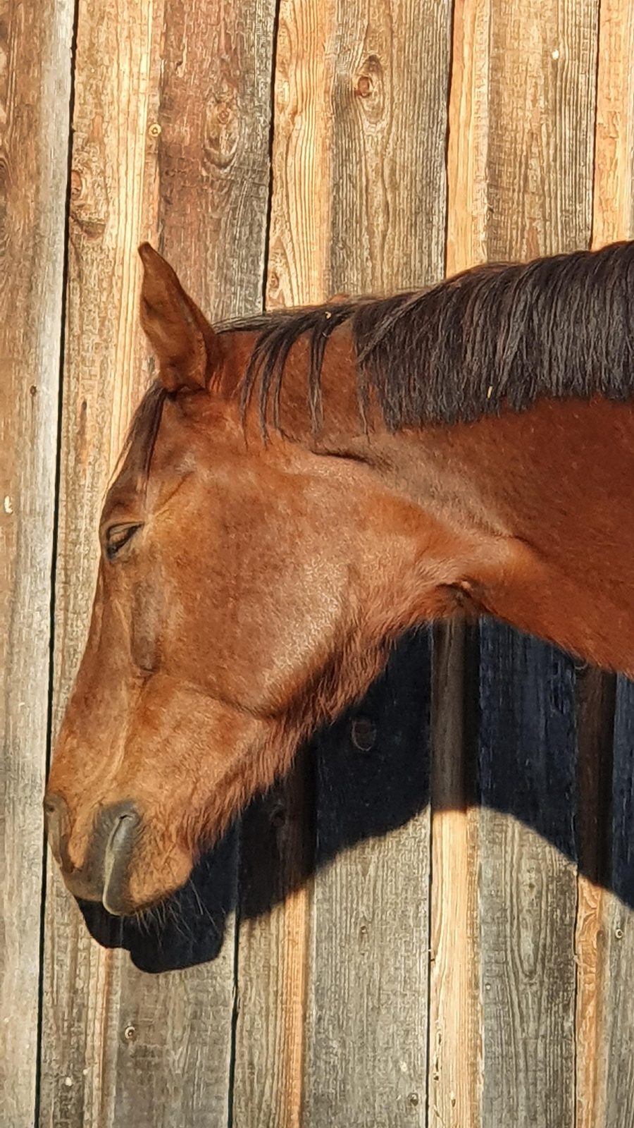 Pferd döst im Stehen an einer Holzwand, Kopf gesenkt, Augen geschlossen