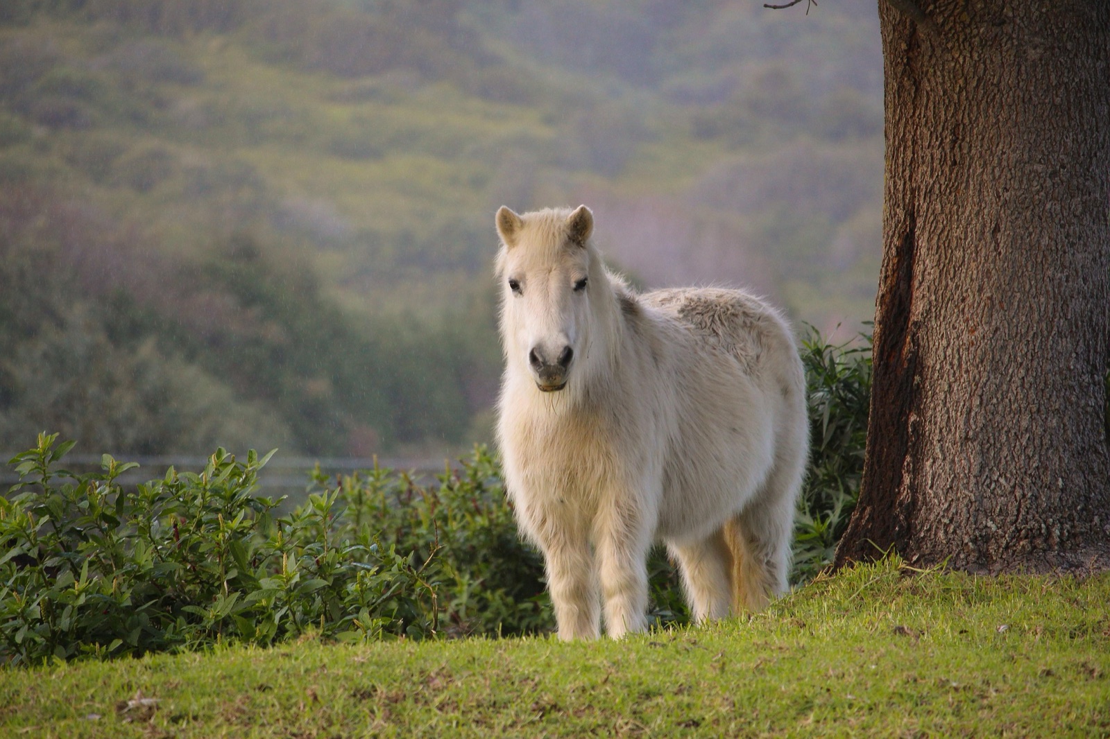 Weißes Pony mit auffällig langem, dichtem Fell – die typische Hypertrichose bei PPID (equines Cushing-Syndrom)
