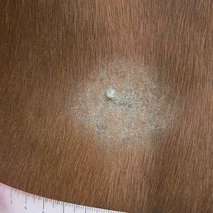 Runde, haarlose, leicht schuppige Hautstelle im braunen Fell mit einem kleinen Knötchen in der Mitte.