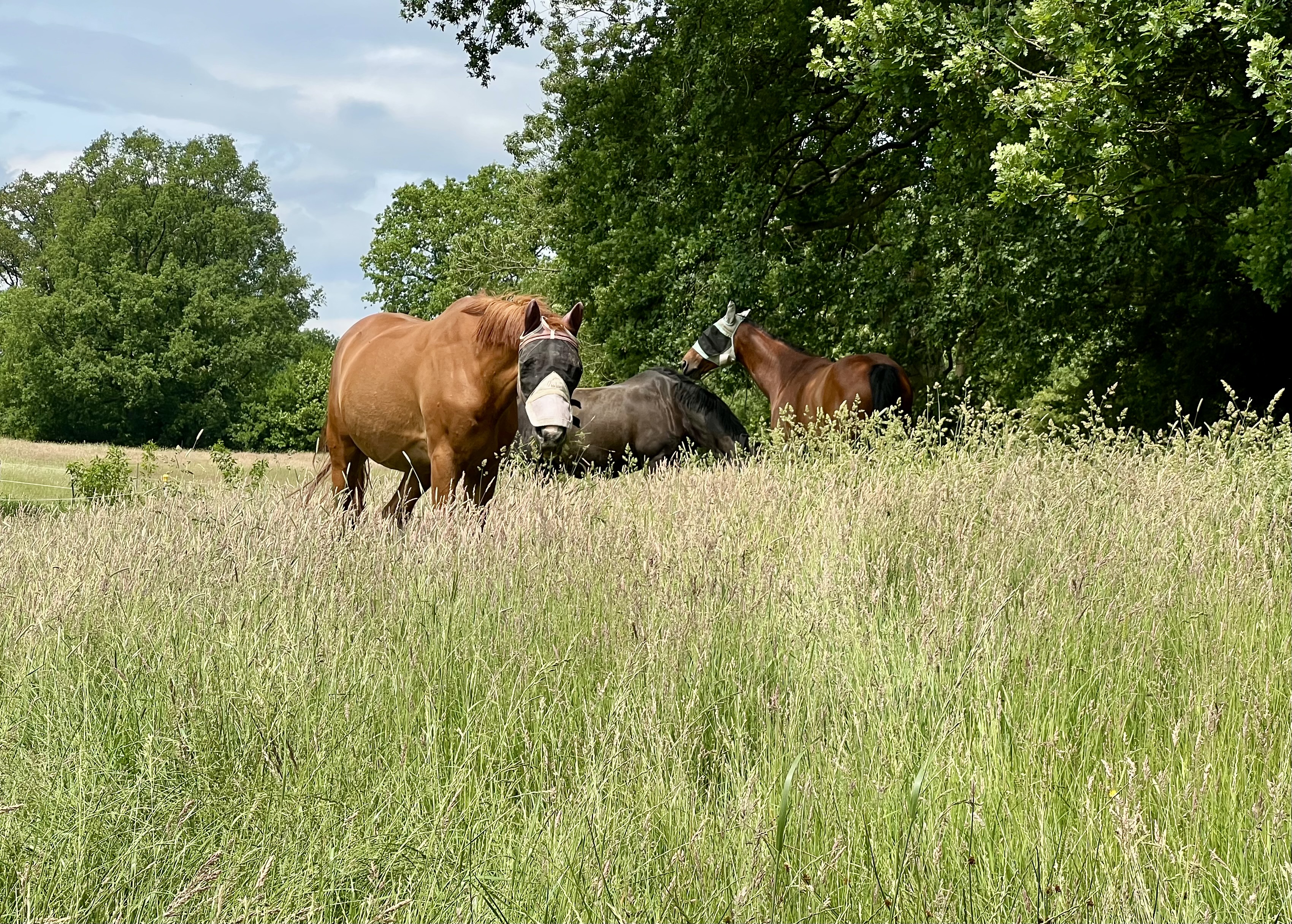 Pferdeherde grast auf einer sommerlichen Koppel mit hohem Gras und Bäumen im Hintergrund