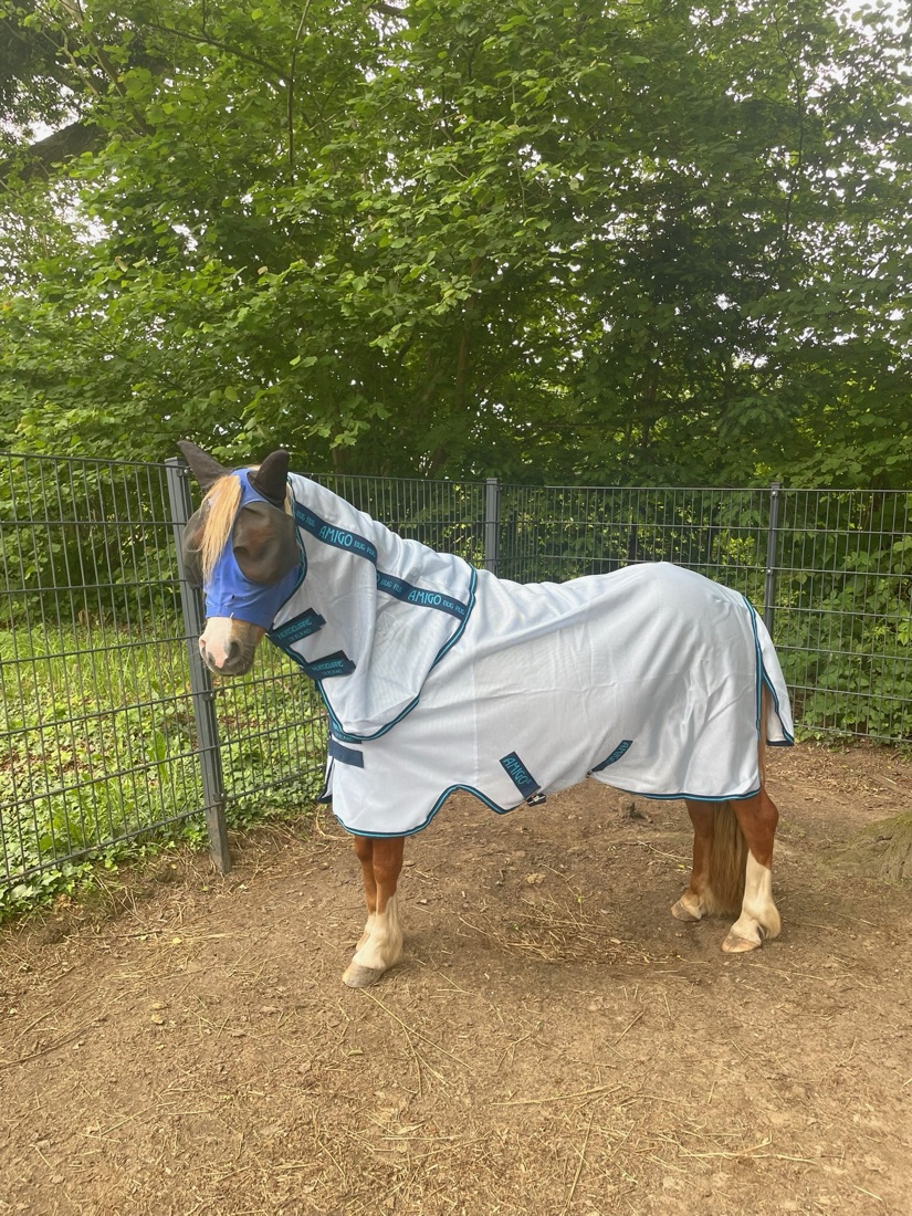 Pferd mit engmaschiger Fliegenmaske und Halsteil — konsequenter Mückenschutz reduziert die Stichfläche und damit das Infektionsrisiko in der WNV-Saison von Juli bis Oktober