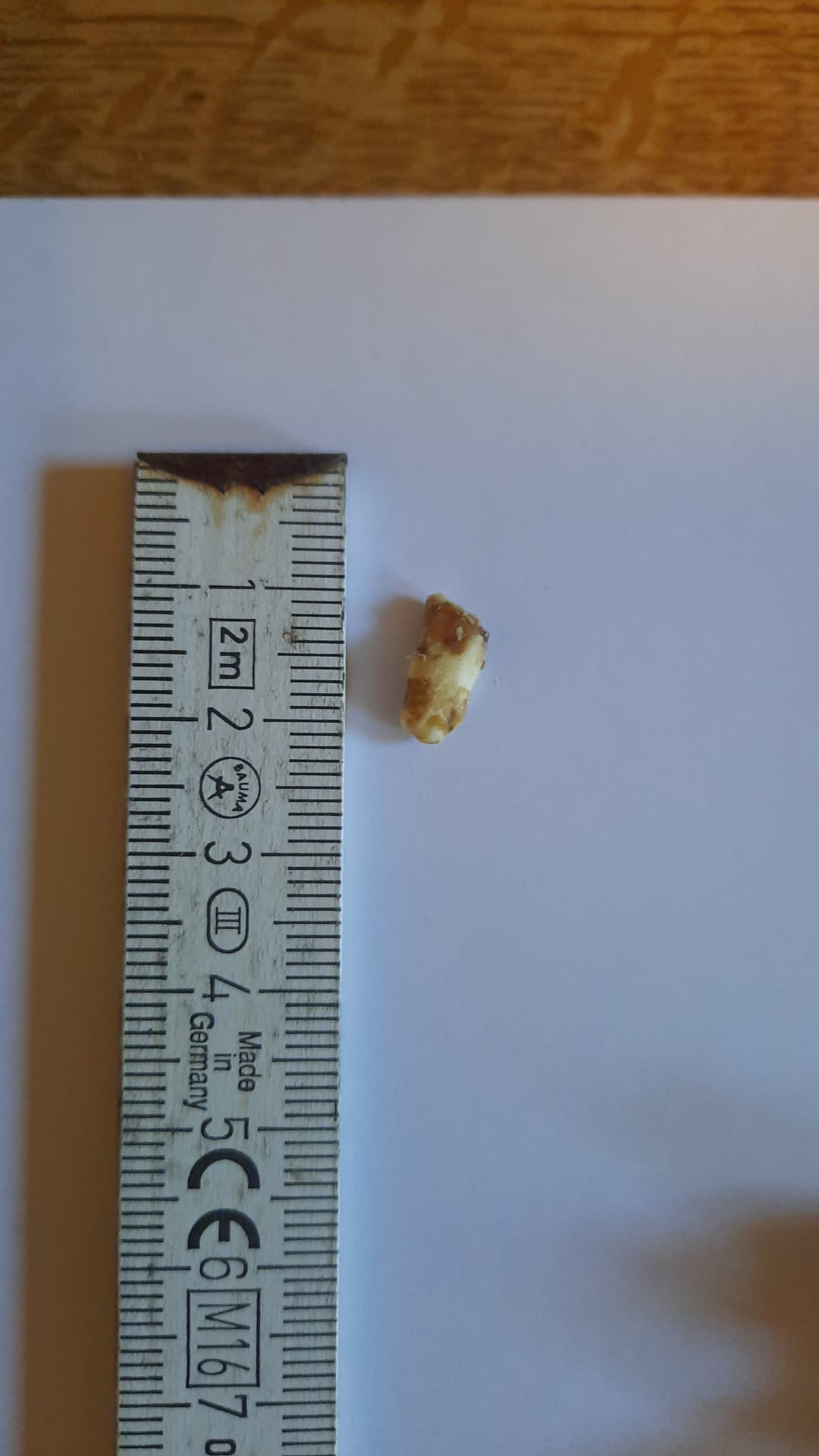 Extrahierter Wolfszahn eines Pferdes neben einem Lineal – etwa 1,5 cm groß