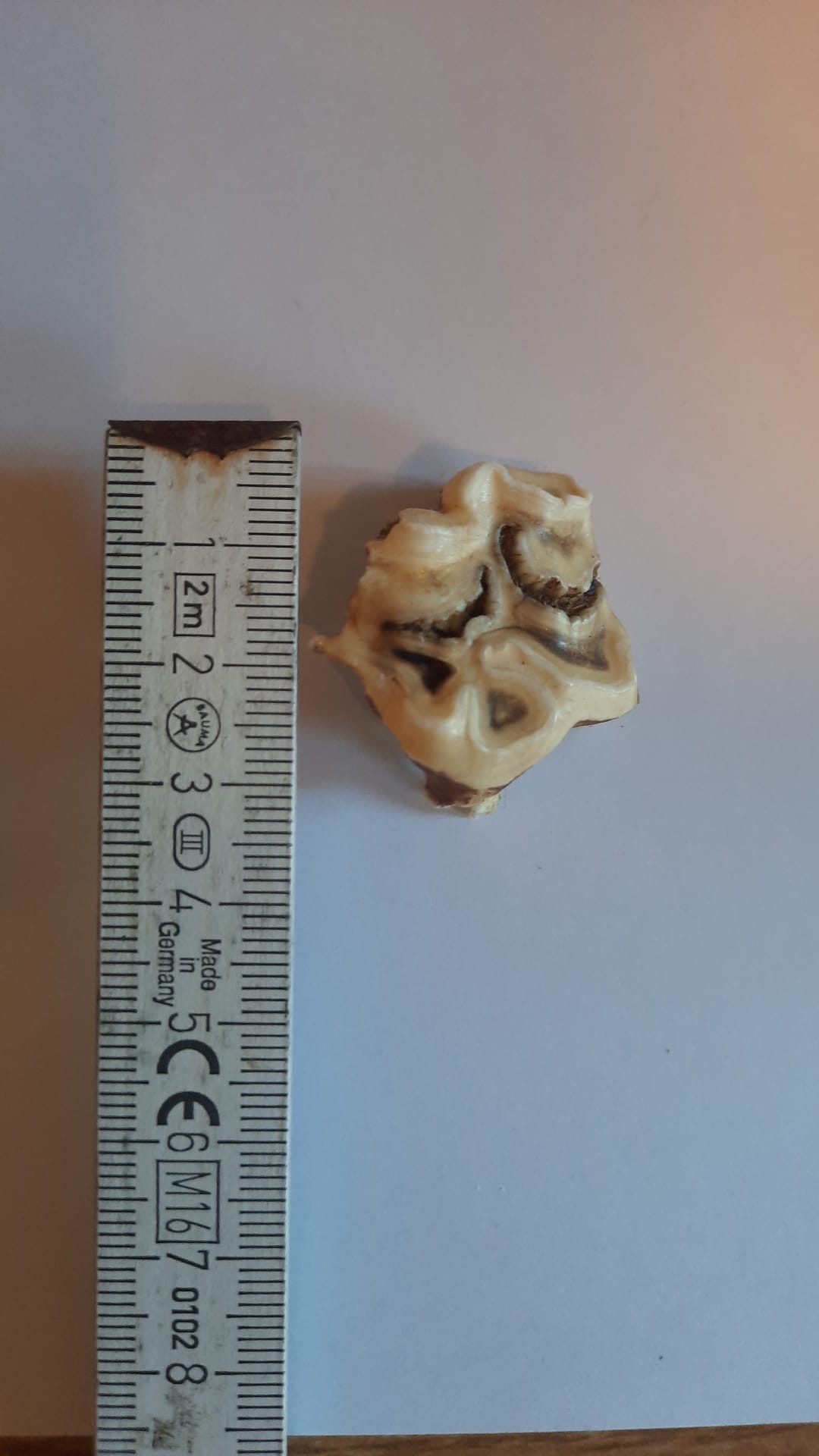 Abgefallene Milchzahnkappe eines Jungpferdes neben einem Lineal – etwa 3 cm groß